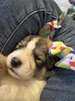 Jinx, a male Great Pyrenees for sale in Huntsville, IL – 1 of 3