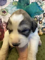 Keeper, a male Great Pyrenees for sale in Huntsville, IL – 9 of 10