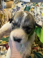 Yates, a male Great Pyrenees for sale in Huntsville, IL – 4 of 8
