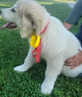 Gus, a male Great Pyrenees for sale in Huntsville, IL – 2 of 5
