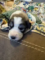 Theo, a male Great Pyrenees for sale in Huntsville, IL – 4 of 8