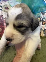 Keeper, a male Great Pyrenees for sale in Huntsville, IL – 7 of 10