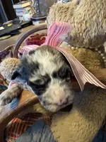 Lilly-Belle, a female Miniature Aussiedoodle for sale in Huntsville, IL – 6 of 10