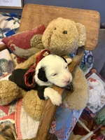 Granger , a male Miniature Aussiedoodle for sale in Huntsville, IL – 6 of 10