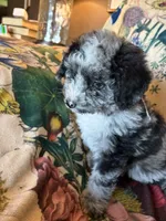 Maggie Grace, a female Miniature Aussiedoodle for sale in Huntsville, IL – 6 of 8