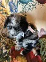 Maggie Grace, a female Miniature Aussiedoodle for sale in Huntsville, IL – 7 of 8