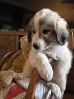 Jinx, a male Great Pyrenees for sale in Huntsville, IL – 7 of 8