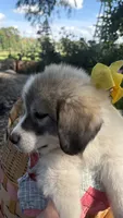 Trace, a male Great Pyrenees for sale in Huntsville, IL – 7 of 7