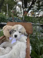 Ansley, a female Great Pyrenees for sale in Huntsville, IL – 5 of 7