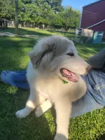 Jett, a male Great Pyrenees for sale in Huntsville, IL – 4 of 5