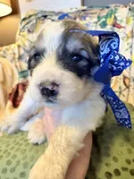 Thatcher, a male Great Pyrenees for sale in Huntsville, IL – 2 of 10