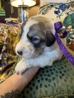 Jane, a female Great Pyrenees for sale in Huntsville, IL – 2 of 9