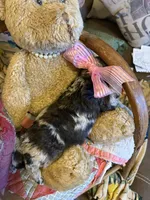 Lilly-Belle, a female Miniature Aussiedoodle for sale in Huntsville, IL – 9 of 10