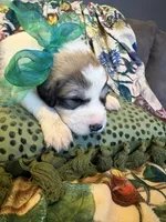 Keeper, a male Great Pyrenees for sale in Huntsville, IL – 3 of 10