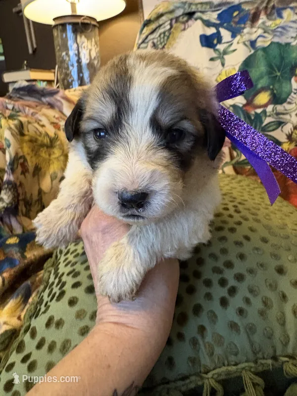 Jane – Great Pyrenees puppy for sale in Huntsville, IL