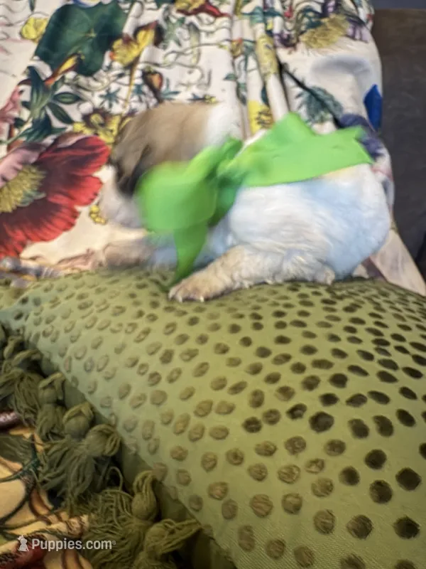 Yates – Great Pyrenees puppy for sale in Huntsville, IL