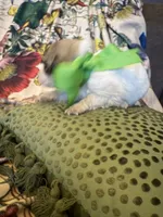 Yates, a male Great Pyrenees for sale in Huntsville, IL – 1 of 8