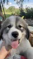 Trace, a male Great Pyrenees for sale in Huntsville, IL – 3 of 7