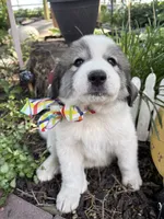 Wilson, a male Great Pyrenees for sale in Huntsville, IL – 5 of 10