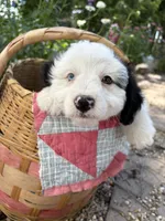 Dash, a male Miniature Aussiedoodle for sale in Huntsville, IL – 2 of 8