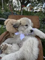Ansley, a female Great Pyrenees for sale in Huntsville, IL – 4 of 7