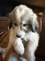 Jinx, a male Great Pyrenees for sale in Huntsville, IL – 5 of 8