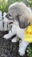 Trace, a male Great Pyrenees for sale in Huntsville, IL – 6 of 7