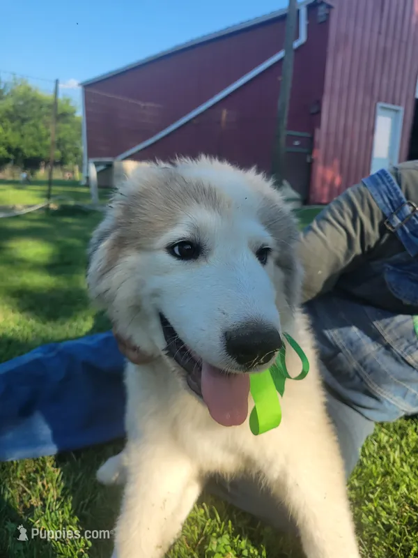 Jinx – Great Pyrenees puppy for sale in Huntsville, IL