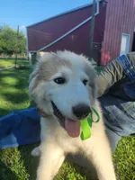 Jinx, a male Great Pyrenees for sale in Huntsville, IL – 1 of 6