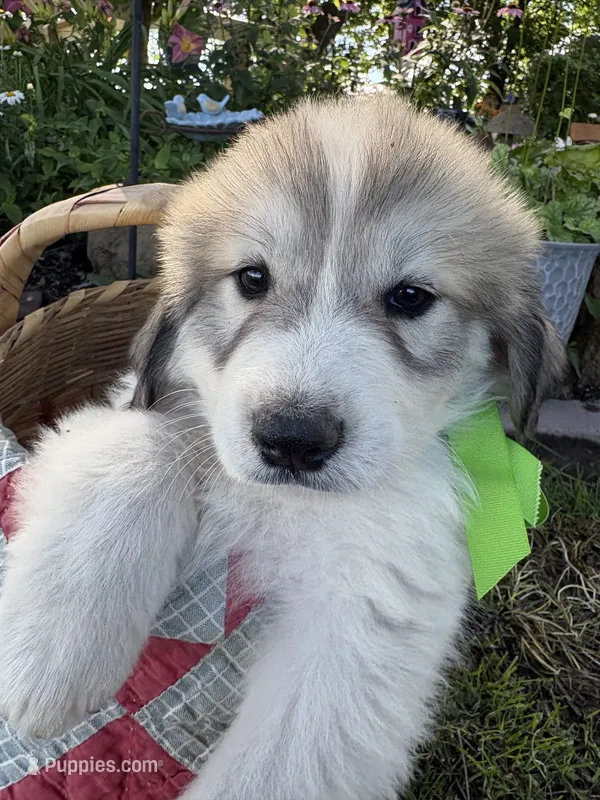 Jax – Great Pyrenees puppy for sale in Huntsville, IL