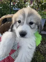 Jax, a male Great Pyrenees for sale in Huntsville, IL – 1 of 5