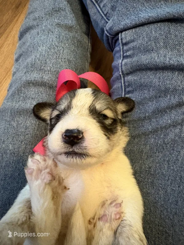 Maggie-Grace – Great Pyrenees puppy for sale in Huntsville, IL