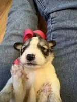 Maggie-Grace, a female Great Pyrenees for sale in Huntsville, IL – 1 of 7