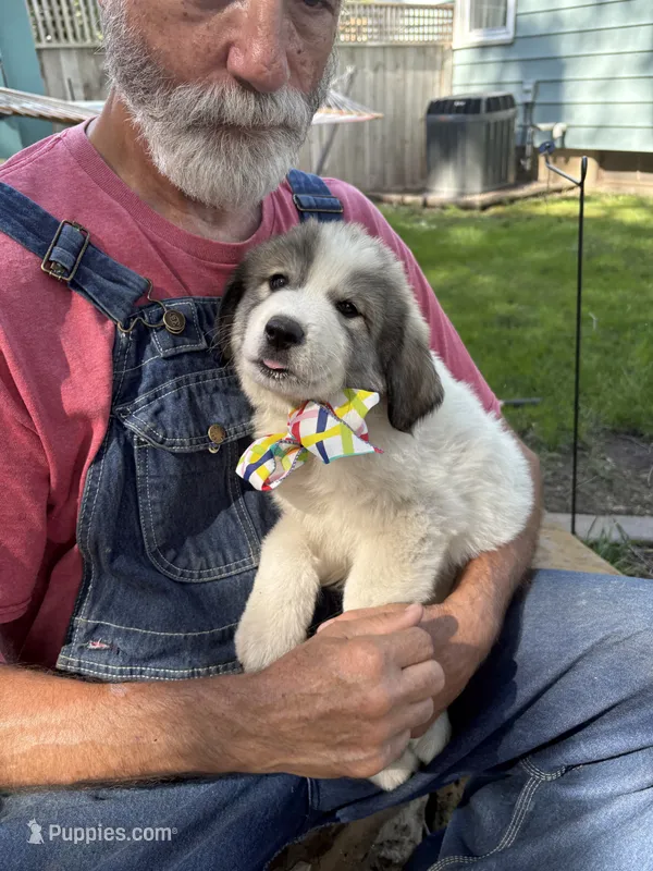 Wilson – Great Pyrenees puppy for sale in Huntsville, IL