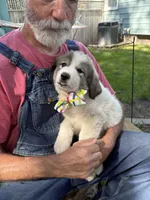Wilson, a male Great Pyrenees for sale in Huntsville, IL – 2 of 10