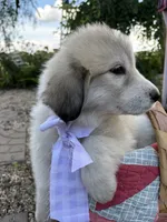 Ansley, a female Great Pyrenees for sale in Huntsville, IL – 3 of 7