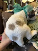 Keeper, a male Great Pyrenees for sale in Huntsville, IL – 8 of 10