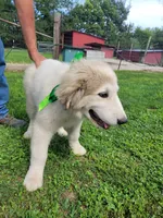 Jinx, a male Great Pyrenees for sale in Huntsville, IL – 6 of 6