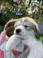 Jax, a male Great Pyrenees for sale in Huntsville, IL – 2 of 5