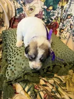 Jane, a female Great Pyrenees for sale in Huntsville, IL – 6 of 9
