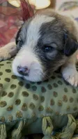 Asher, a male Great Pyrenees for sale in Huntsville, IL – 2 of 9