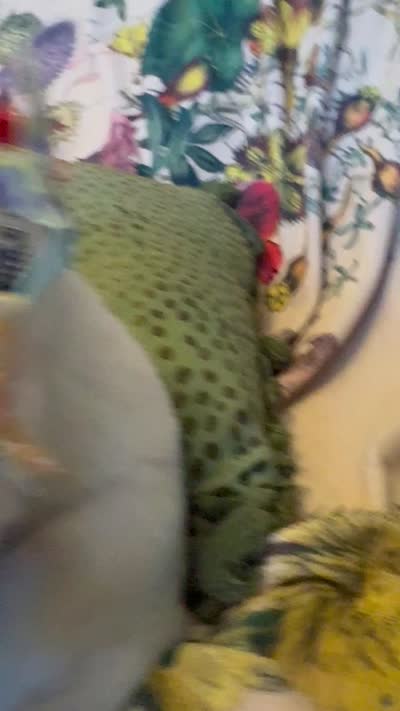 Jane, a female Great Pyrenees for sale in Huntsville, IL – 5 of 9