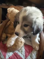 Jinx, a male Great Pyrenees for sale in Huntsville, IL – 4 of 8