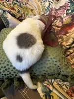 Jaxx, a male Great Pyrenees for sale in Huntsville, IL – 2 of 3
