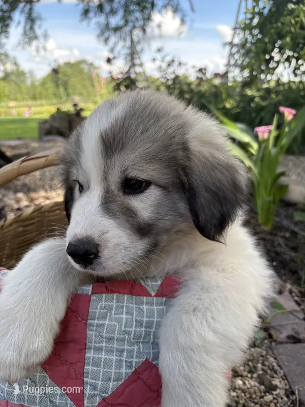 Wilson – Great Pyrenees puppy for sale in Huntsville, IL