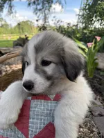 Wilson, a male Great Pyrenees for sale in Huntsville, IL – 1 of 10