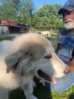 Jett, a male Great Pyrenees for sale in Huntsville, IL – 3 of 5