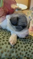 Jaxx, a male Great Pyrenees for sale in Huntsville, IL – 1 of 3