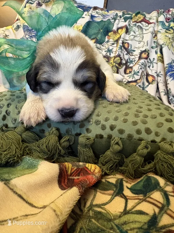Keeper – Great Pyrenees puppy for sale in Huntsville, IL