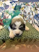 Keeper, a male Great Pyrenees for sale in Huntsville, IL – 2 of 10
